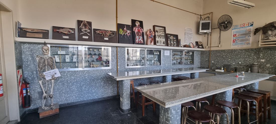 Laboratorio de biología: modelos anatómicos, esqueleto y mesadas de trabajo.