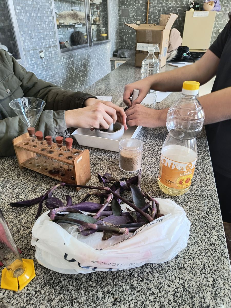 Extracción de pigmentos de hojas con mortero y material de laboratorio.